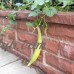 Armenian Yard-Long Cucumber Garden Seeds - 1 Oz - Non-GMO, Heirloom Vegetable Gardening Seed - AKA: Snake Melon   565458798